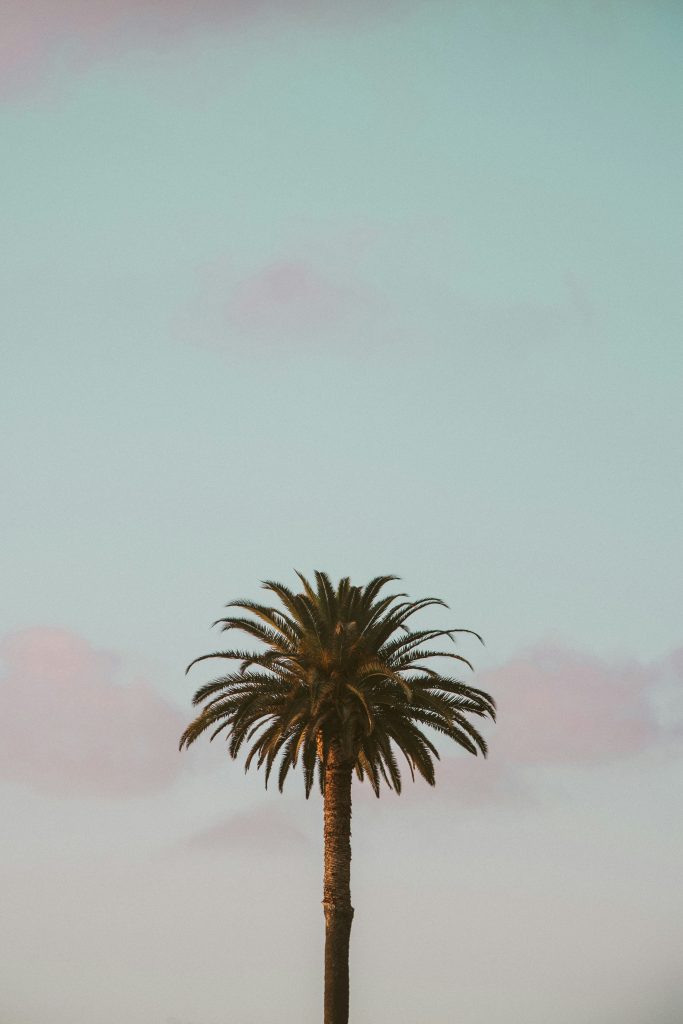 Palm tree in blue sky in San Ramon, CA.
